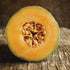 Honey Rock Melon - Team Grow