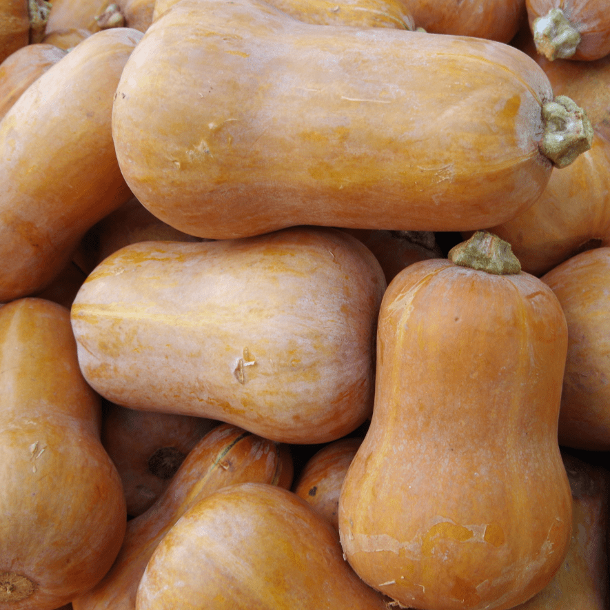 Honeynut Squash - Team Grow
