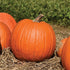 Howden Pumpkin - Team Grow