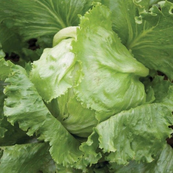 Iceberg Lettuce - Team Grow
