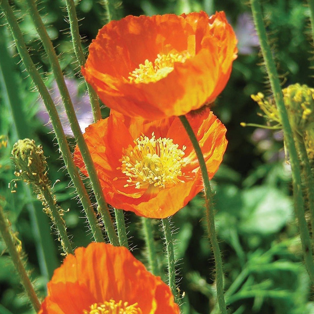 Iceland's Finest Poppy - Team Grow
