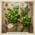 Fall Herb Seed Collection