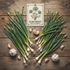 Fall Allium Seed Collection
