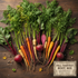 Fall Root Vegetable Seed Collection