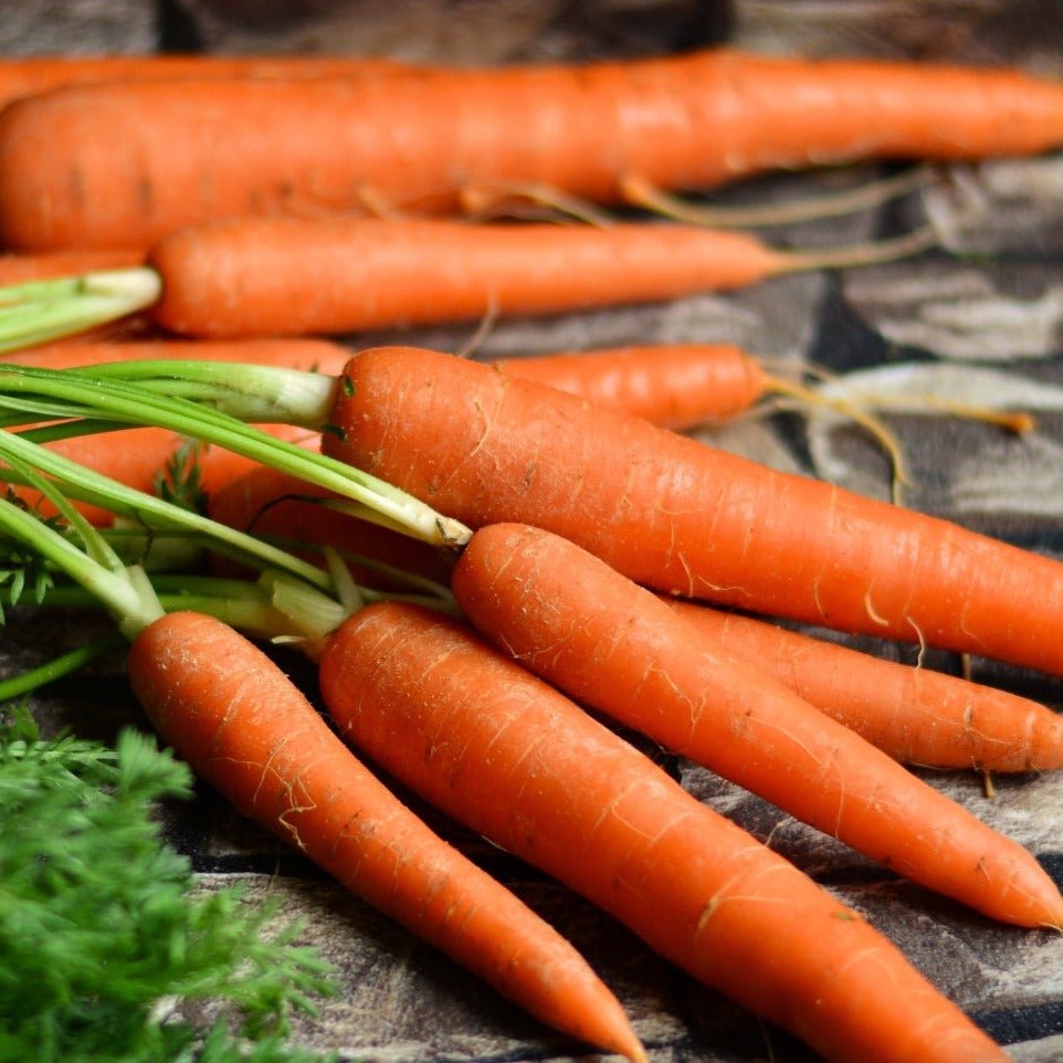 Imperator 58 Carrot - Team Grow