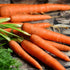 Imperator 58 Carrot - Team Grow