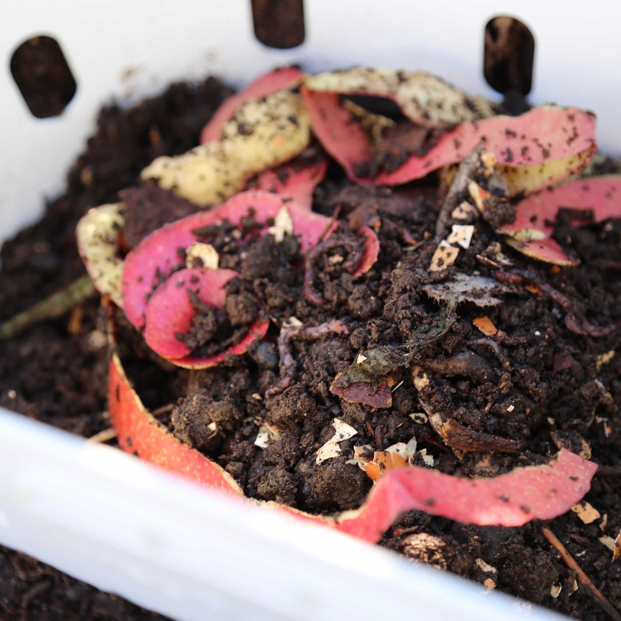 In - Ground Worm Composter - Team Grow