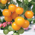 Inglehart Tomato - Team Grow