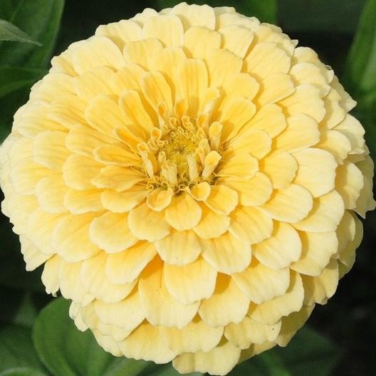 Isabellina Zinnia - Team Grow