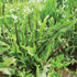 Italian Dandelion - Team Grow