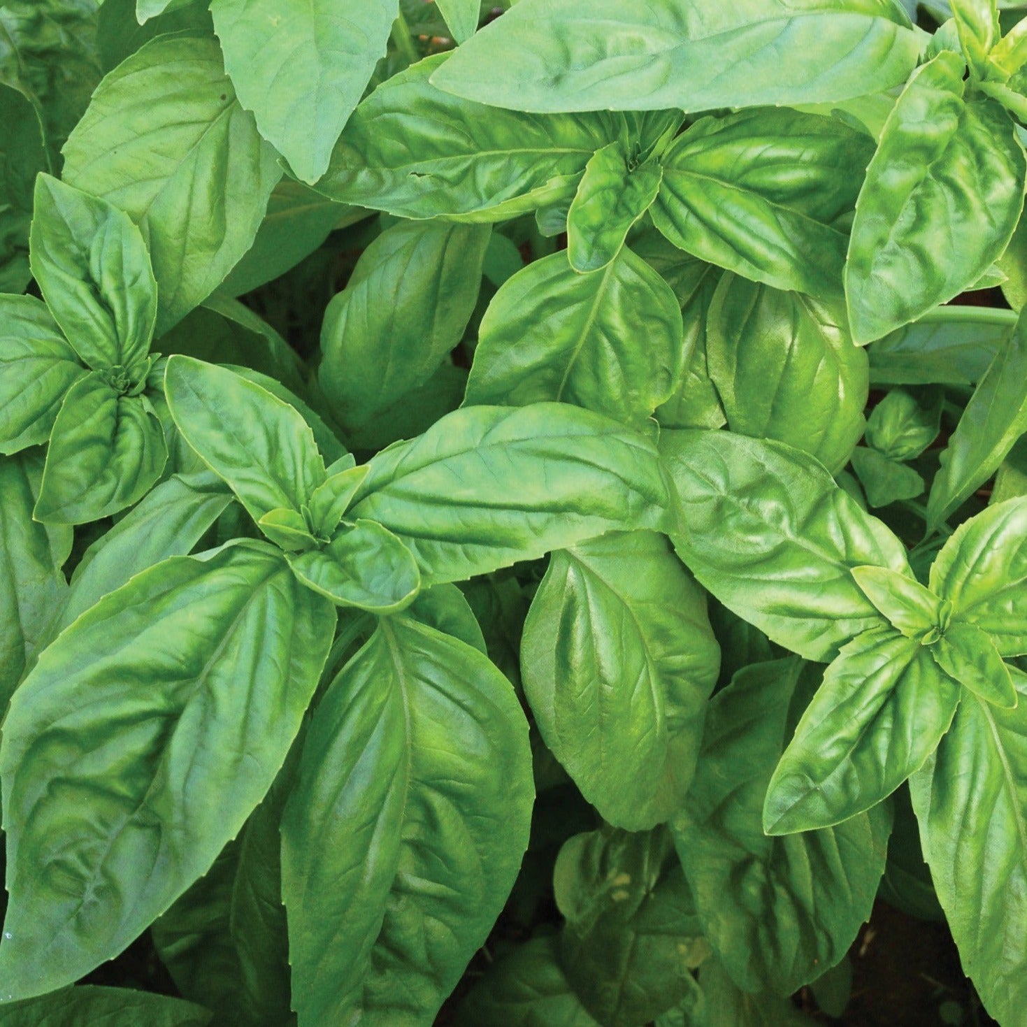Italian Large Leaf Basil - Team Grow