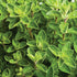 Italian Oregano - Team Grow