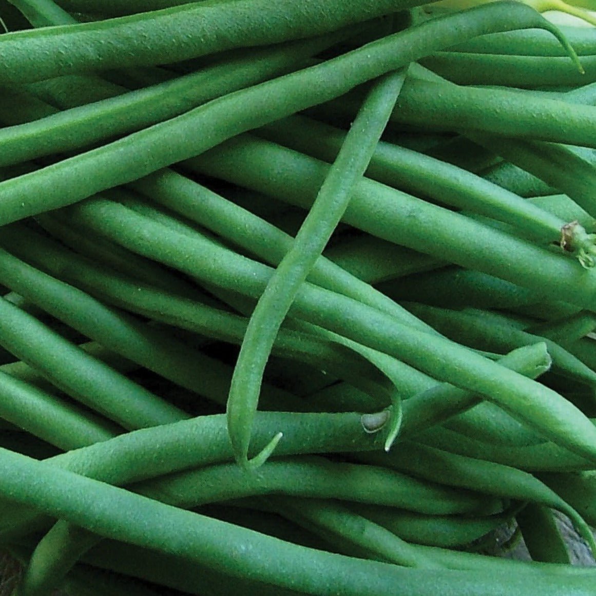 Jade Bean (Bush) - Team Grow