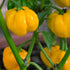 Jamaican Yellow Mushroom Pepper - Team Grow