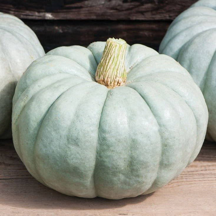 Jarrahdale (blue) Pumpkin - Team Grow