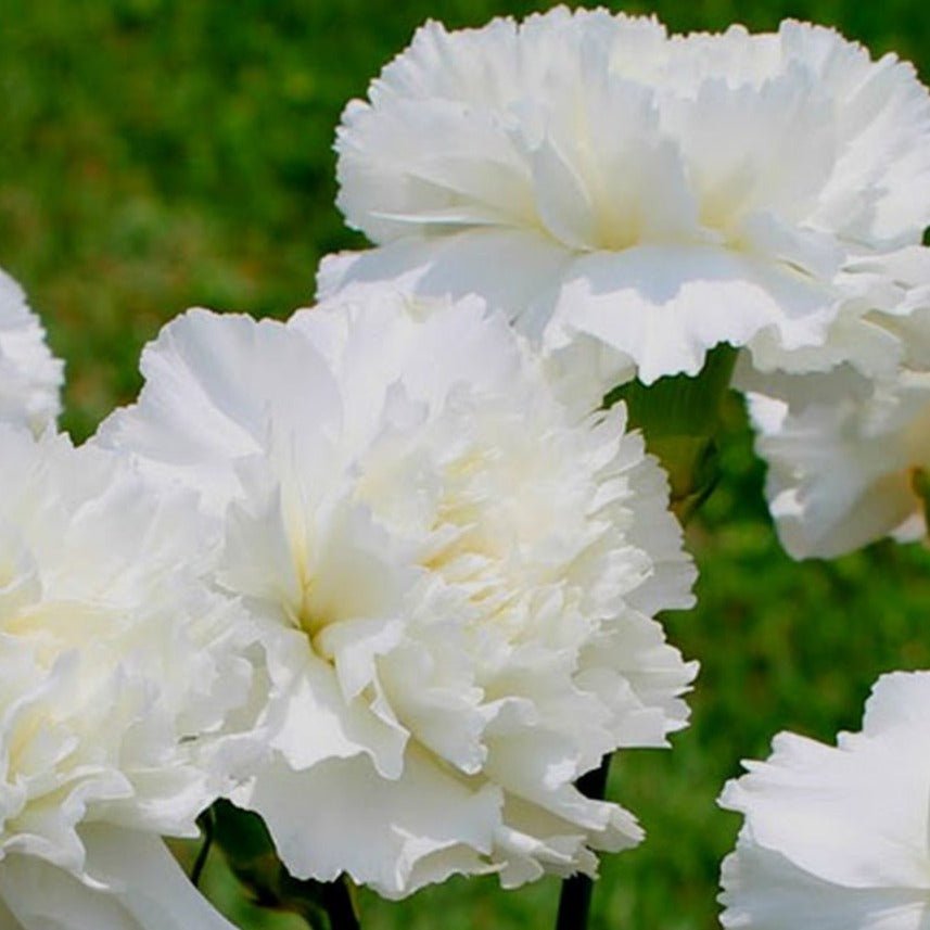 Jeanne Dionne Carnation - Team Grow