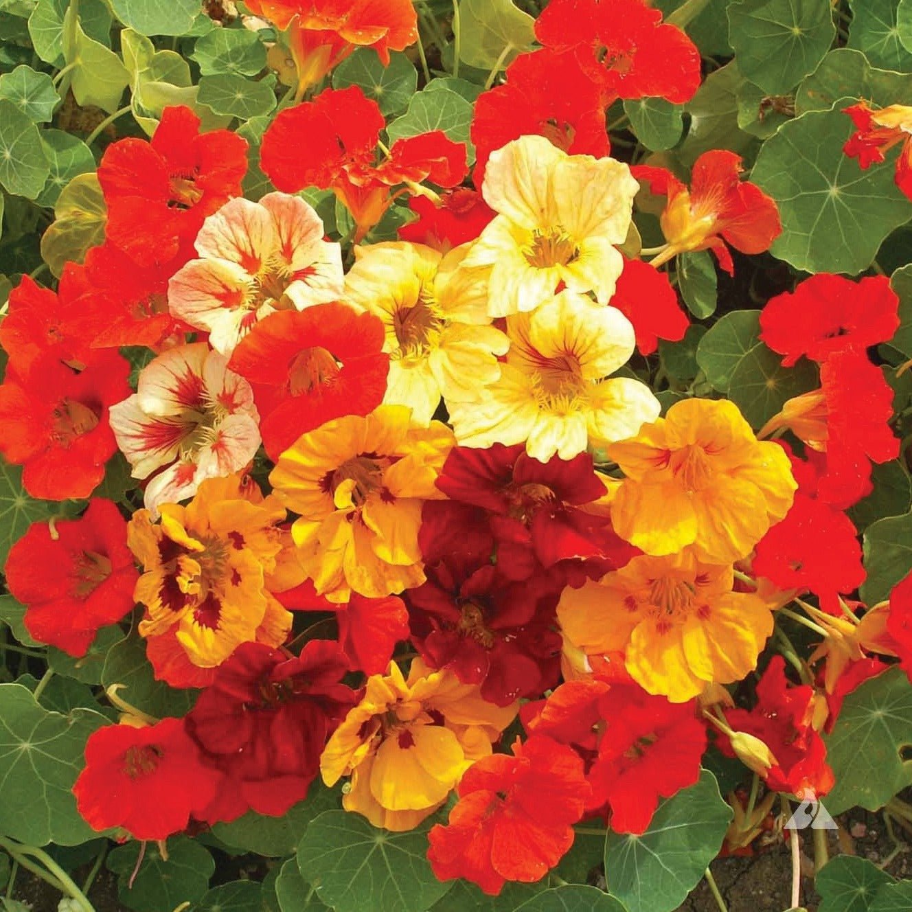 Jewel Mix Nasturtium - Team Grow