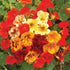 Jewel Mix Nasturtium - Team Grow
