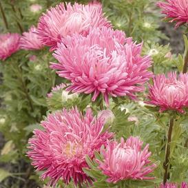 Jewelaster Rose Aster - Team Grow