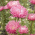 Jewelaster Rose Aster - Team Grow