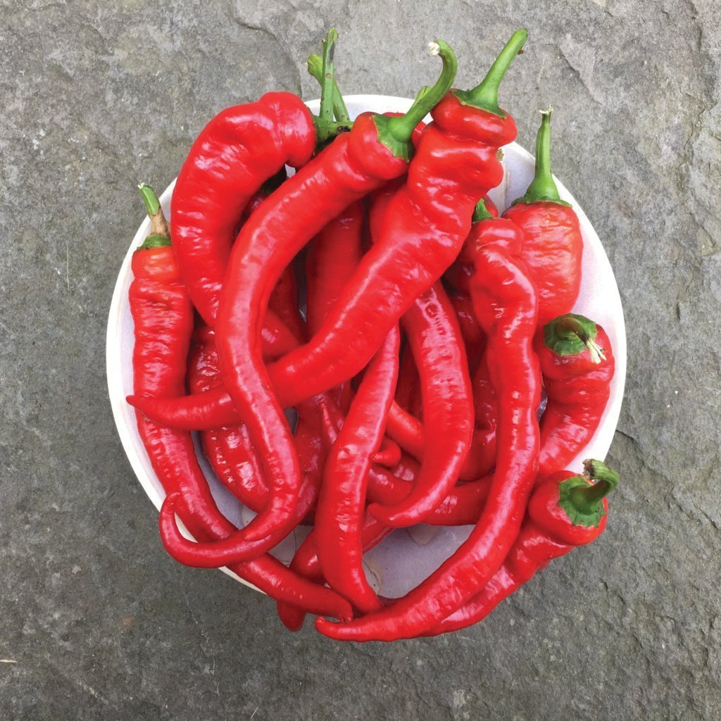 Jimmy Nardello Pepper - Team Grow