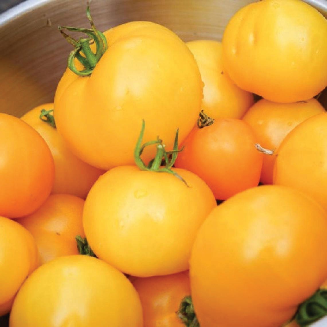 Jubilee Tomato - Team Grow