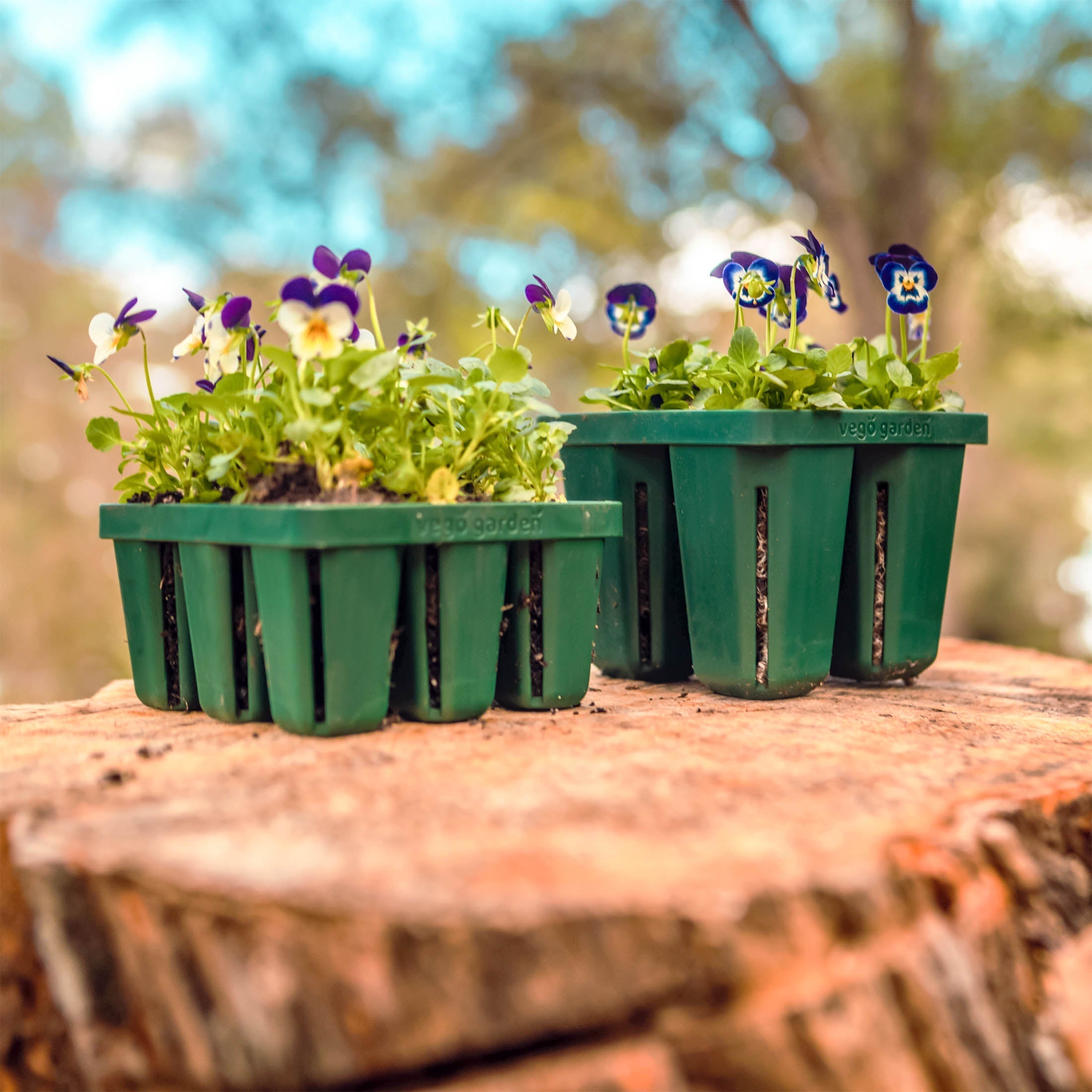 flower seed trays Jumbo Seedling Trays 8 Pack