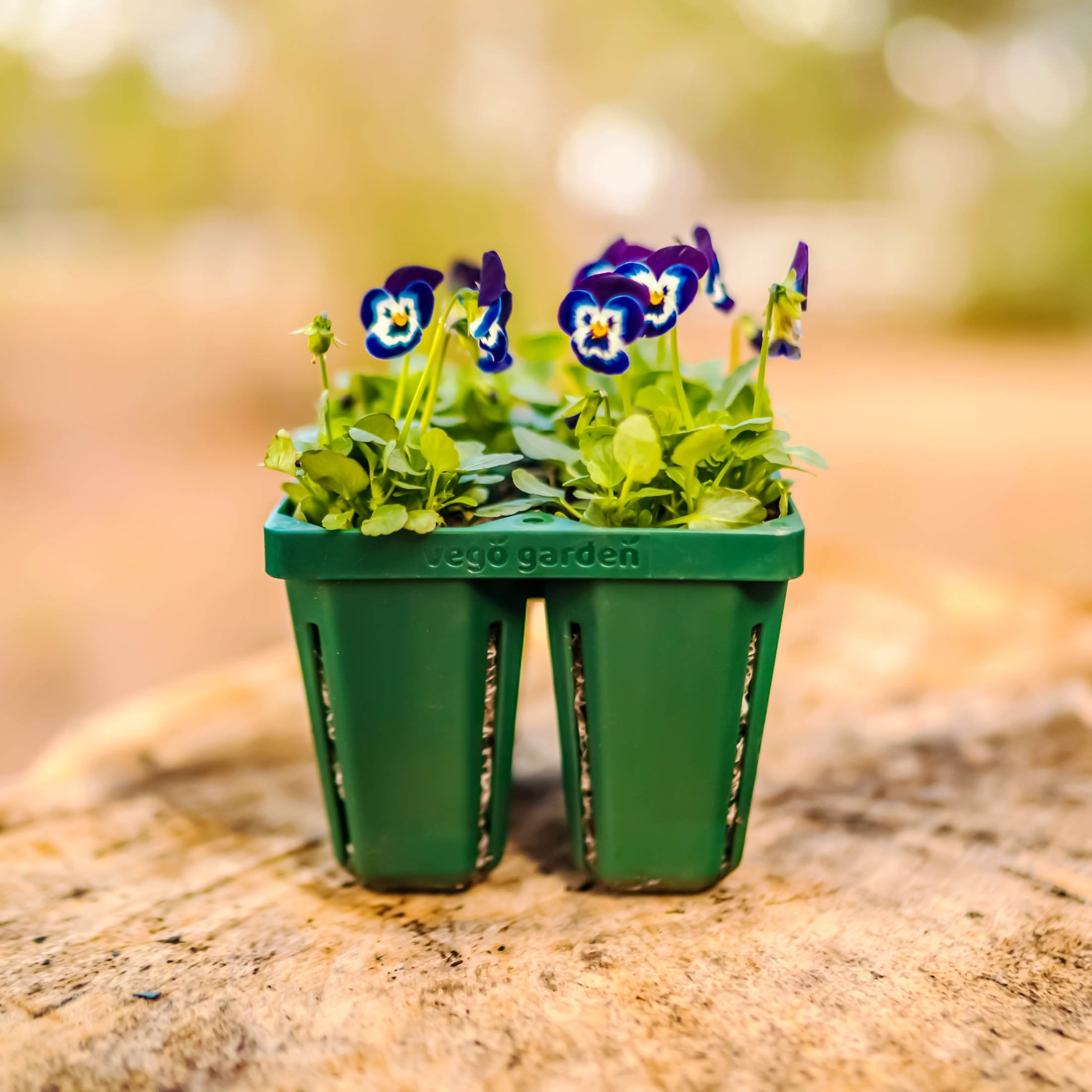 Jumbo Seedling Trays - Team Grow