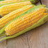Kandy Korn Sweet Corn - Team Grow