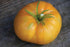 Kellogg's Breakfast Tomato - Team Grow
