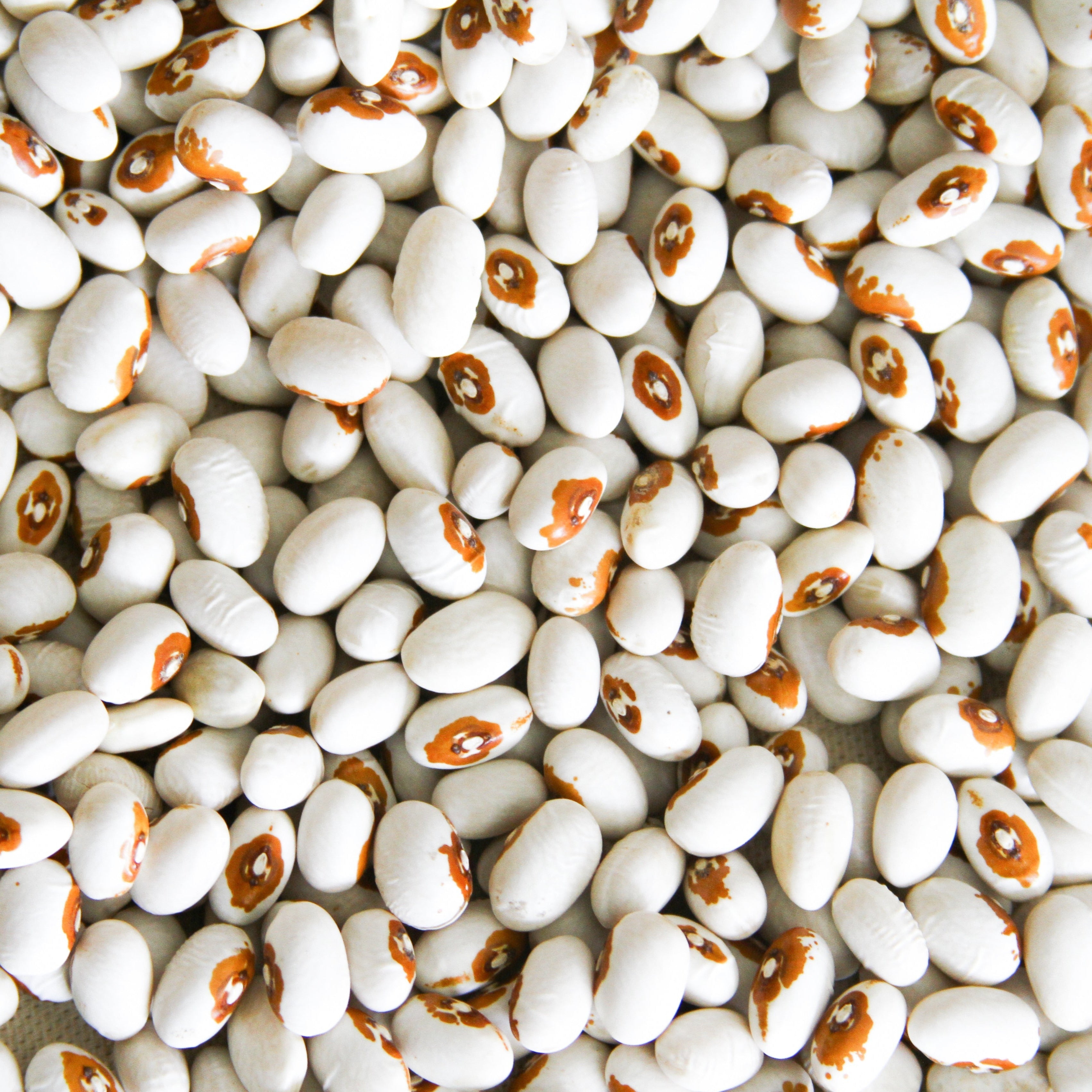 Kenearly Yellow Eye Bean (Bush) - Team Grow