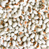 Kenearly Yellow Eye Bean (Bush) - Team Grow