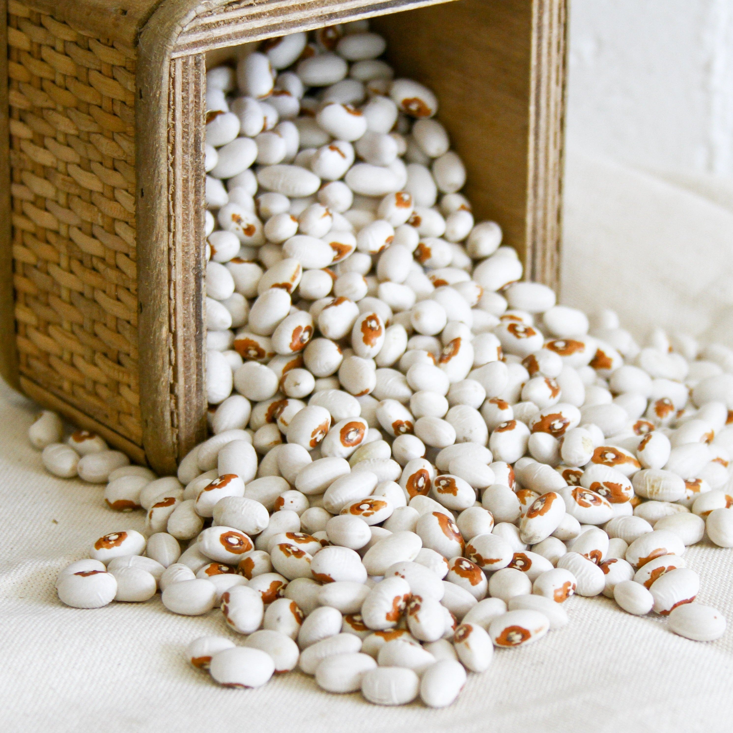 Kenearly Yellow Eye Bean (Bush) - Team Grow