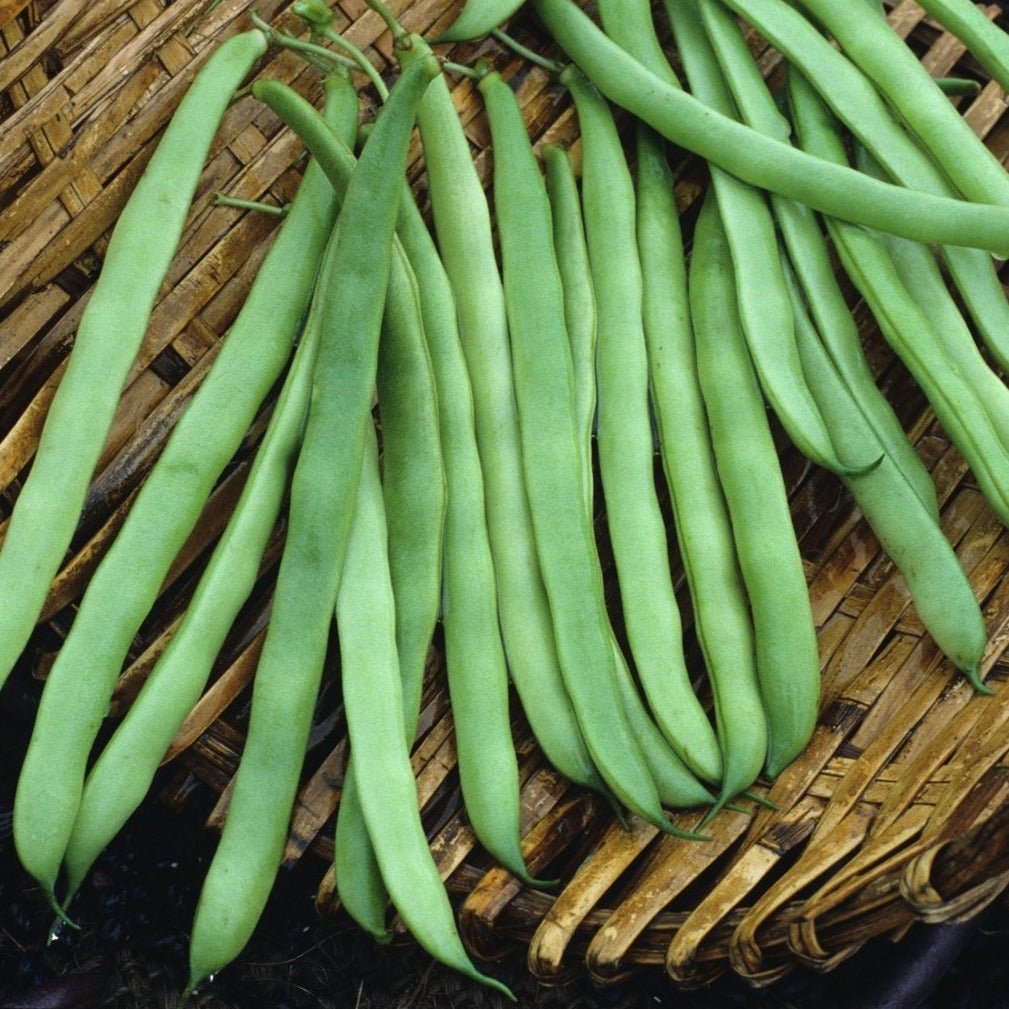 Kentucky Wonder Bean (Pole) - Team Grow