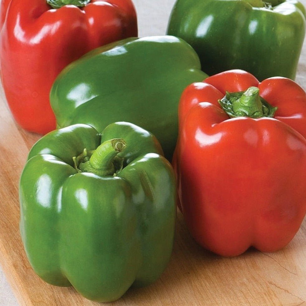 Keystone Giant Bell Pepper - Team Grow