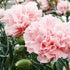 La France Carnation - Team Grow