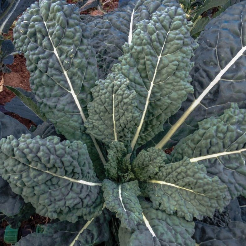 Lacinato (Dinosaur) Kale - Team Grow