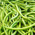 Landreth Bean (Bush) - Team Grow