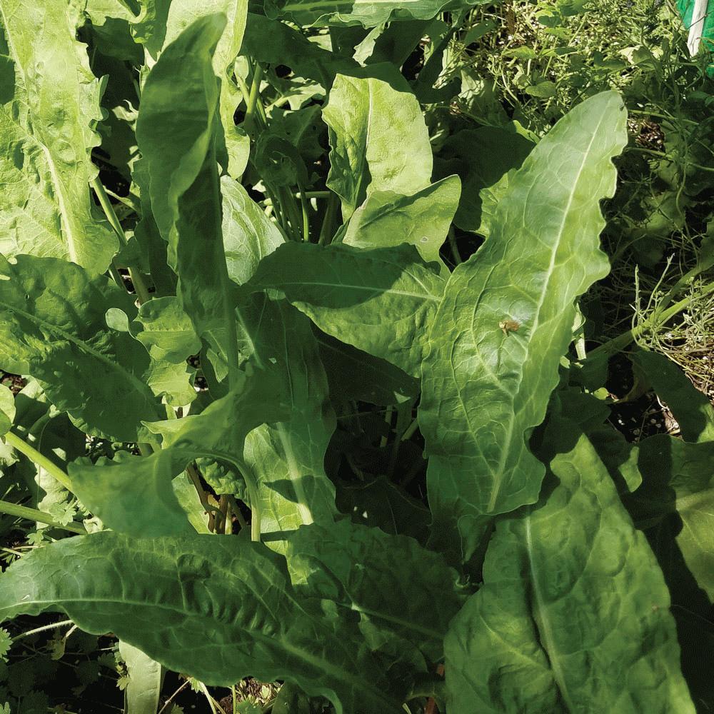 Large Leaf Sorrel - Team Grow