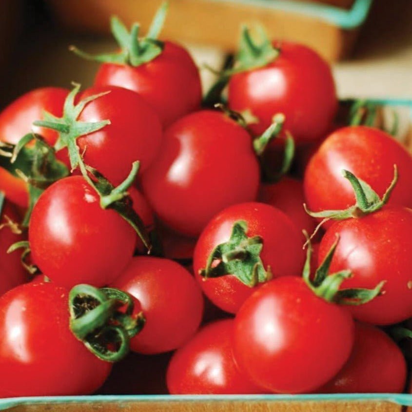 Large Red Cherry Tomato - Team Grow