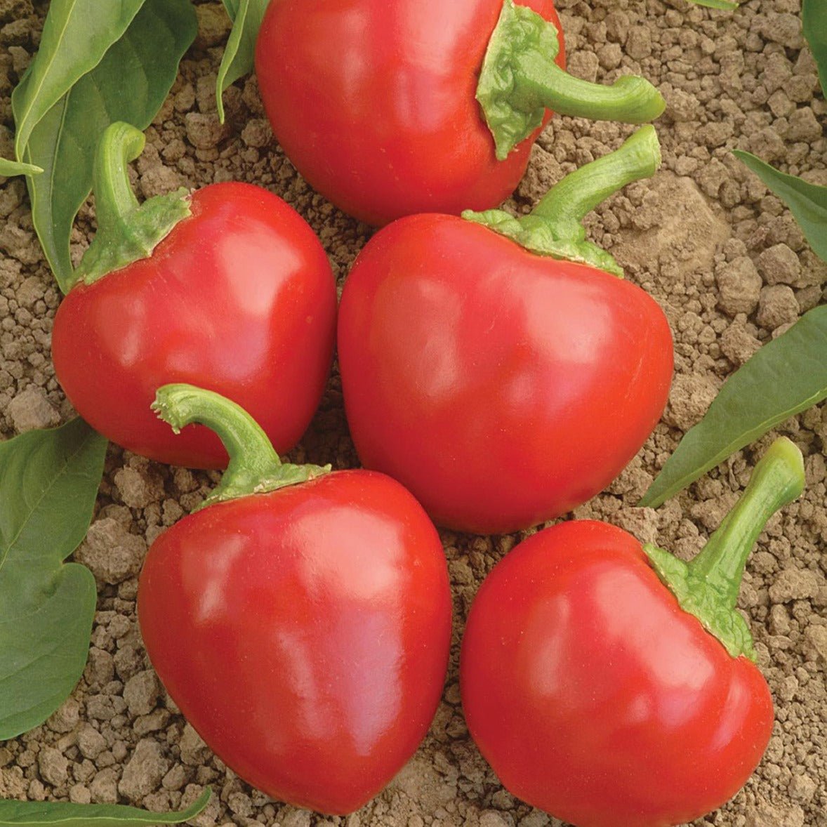 Large Red Hot Cherry Pepper - Team Grow