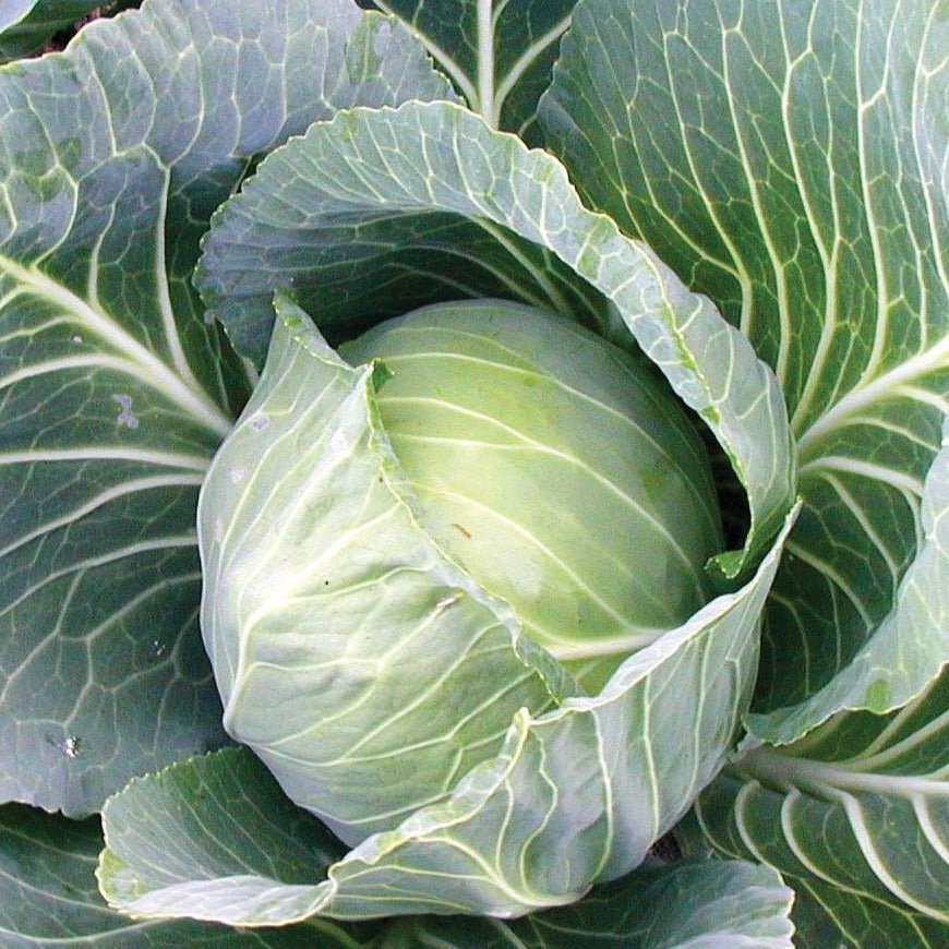 Late Flat Dutch Cabbage - Team Grow