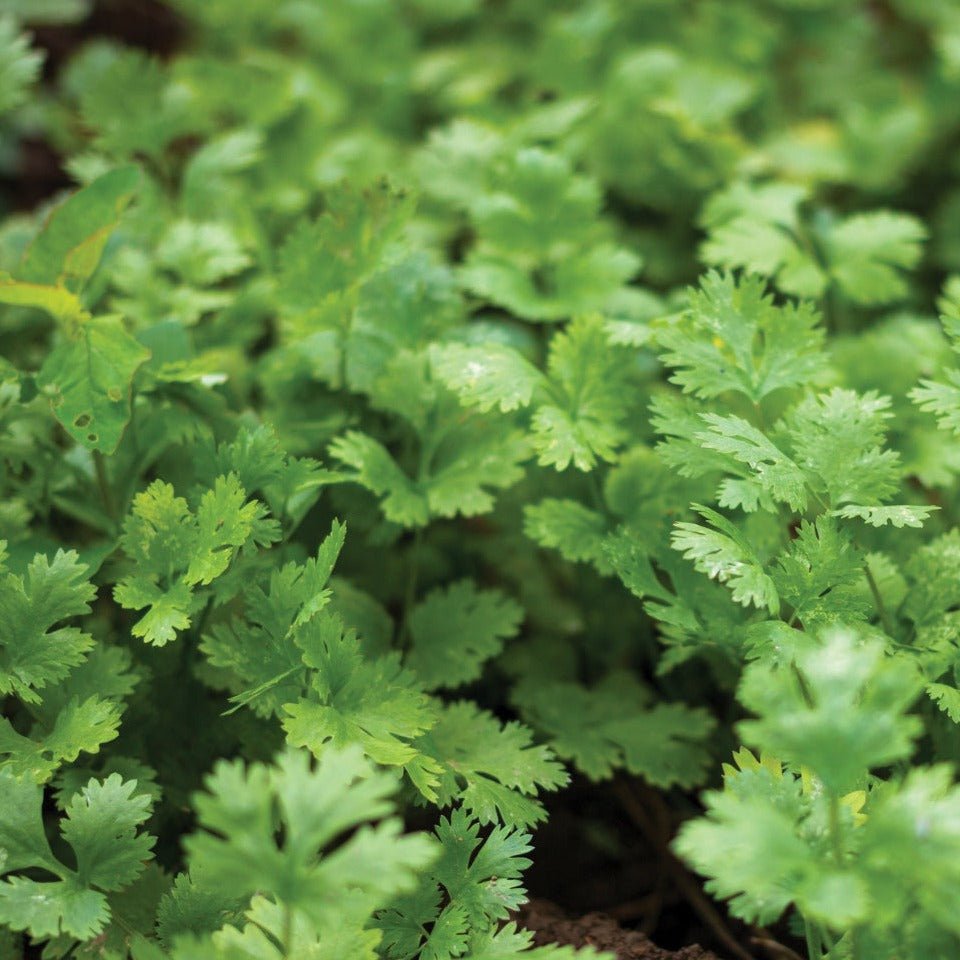 Leisure Splits Cilantro - Team Grow