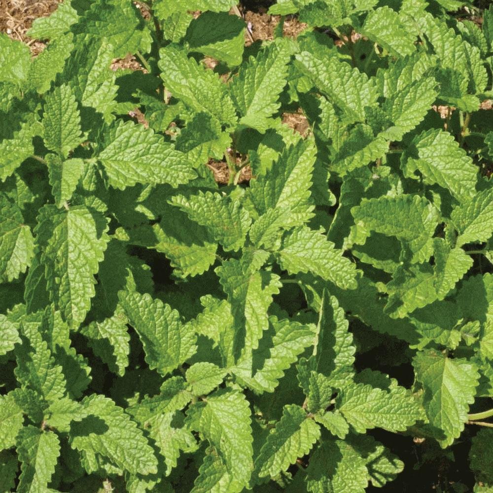 Lemon Balm - Team Grow