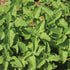 Lemon Balm - Team Grow