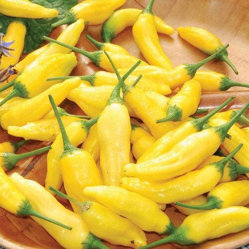 Lemon Drop Aji Pepper - Team Grow