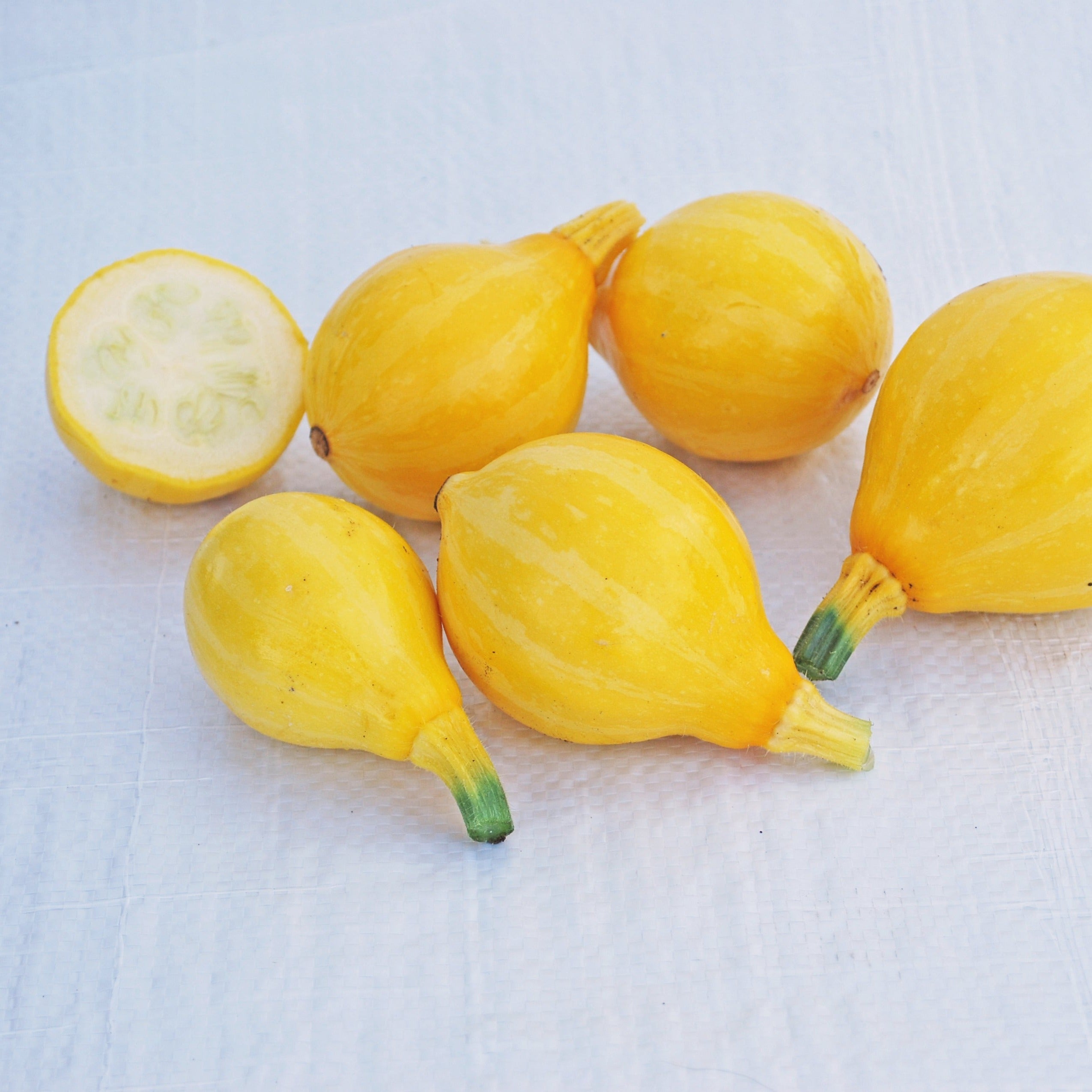Lemon Squash - Team Grow