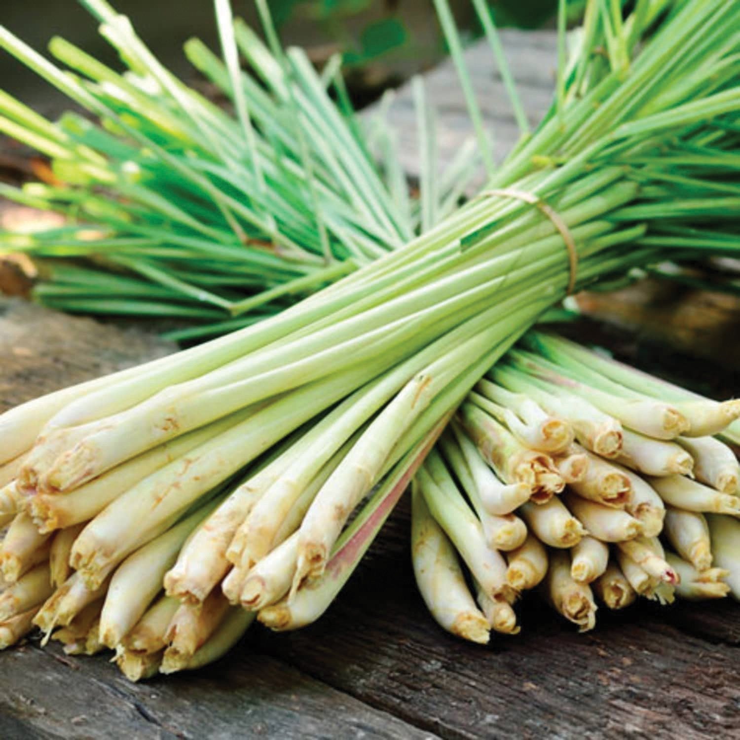 Lemongrass - Team Grow