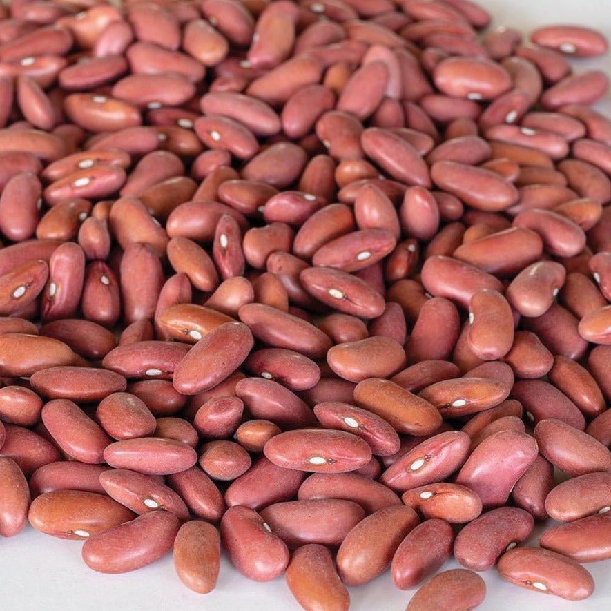 Light Red Kidney Bean (Bush) - Team Grow