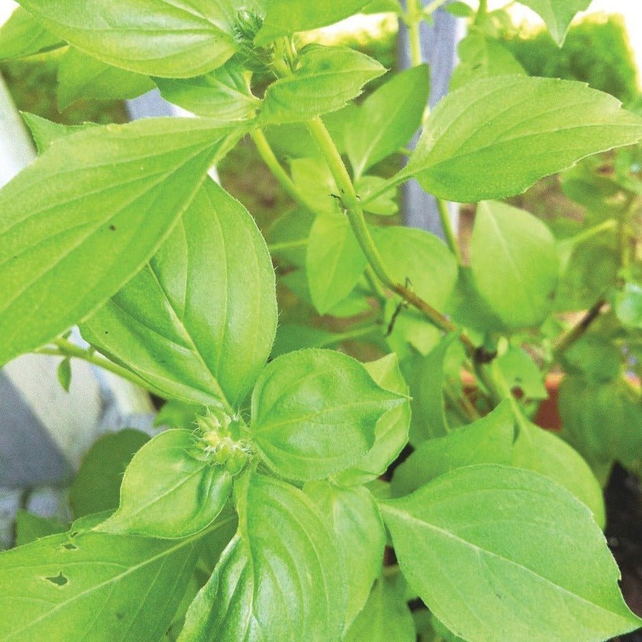 Lime Basil - Team Grow